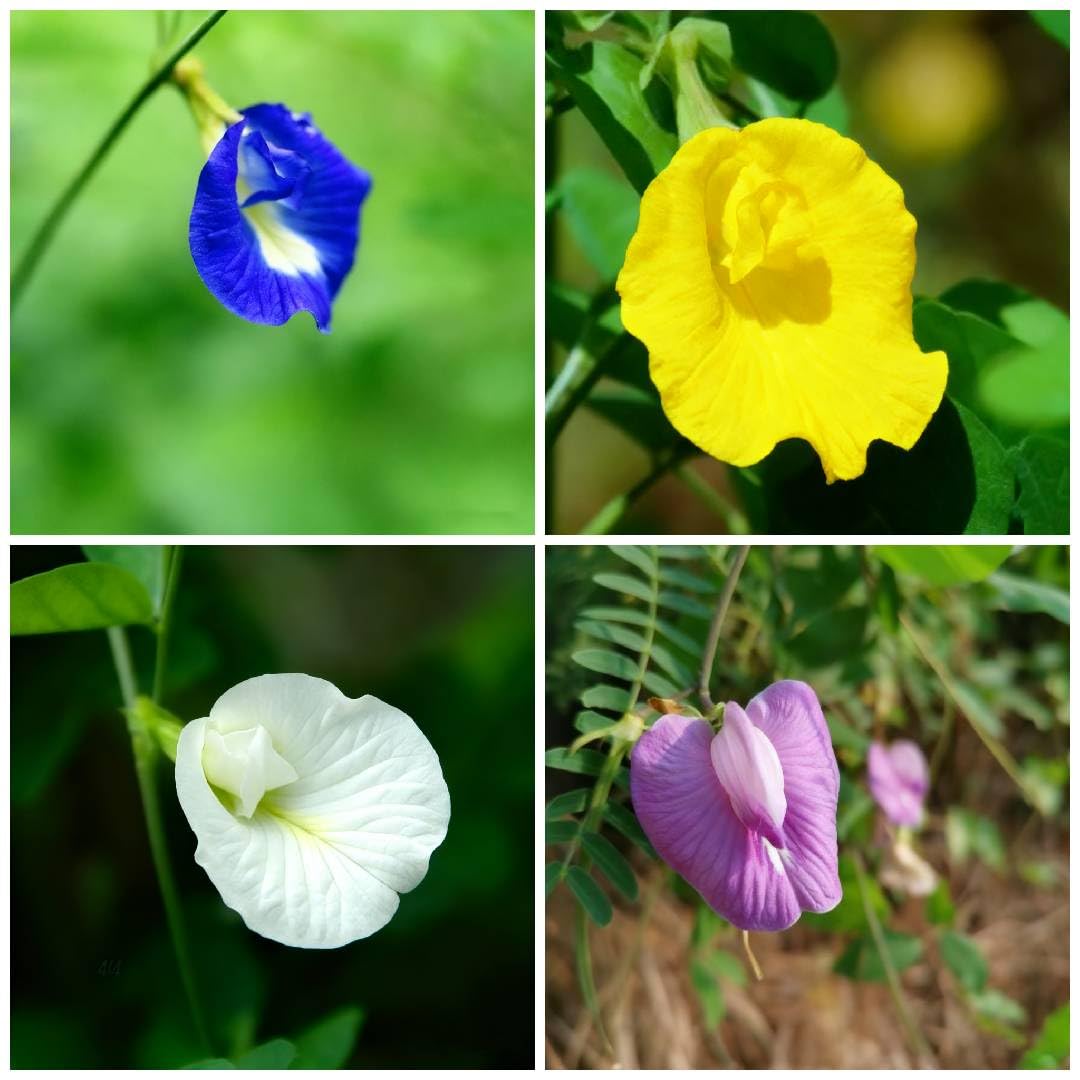 Generic butterfly pea seeds 35-pack for vibrant ornamental blooms and DIY plantings.