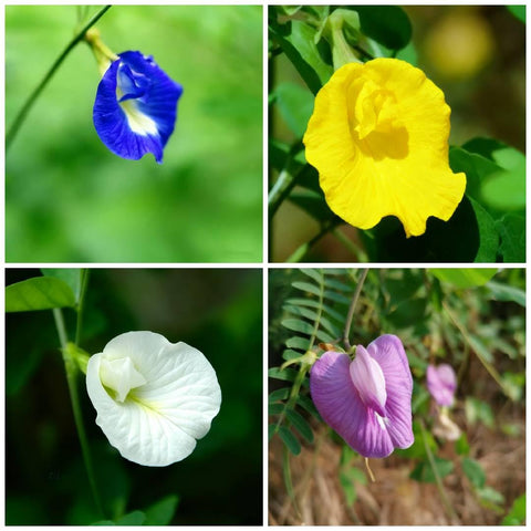 Generic butterfly pea seeds 35-pack for vibrant ornamental blooms and DIY plantings.