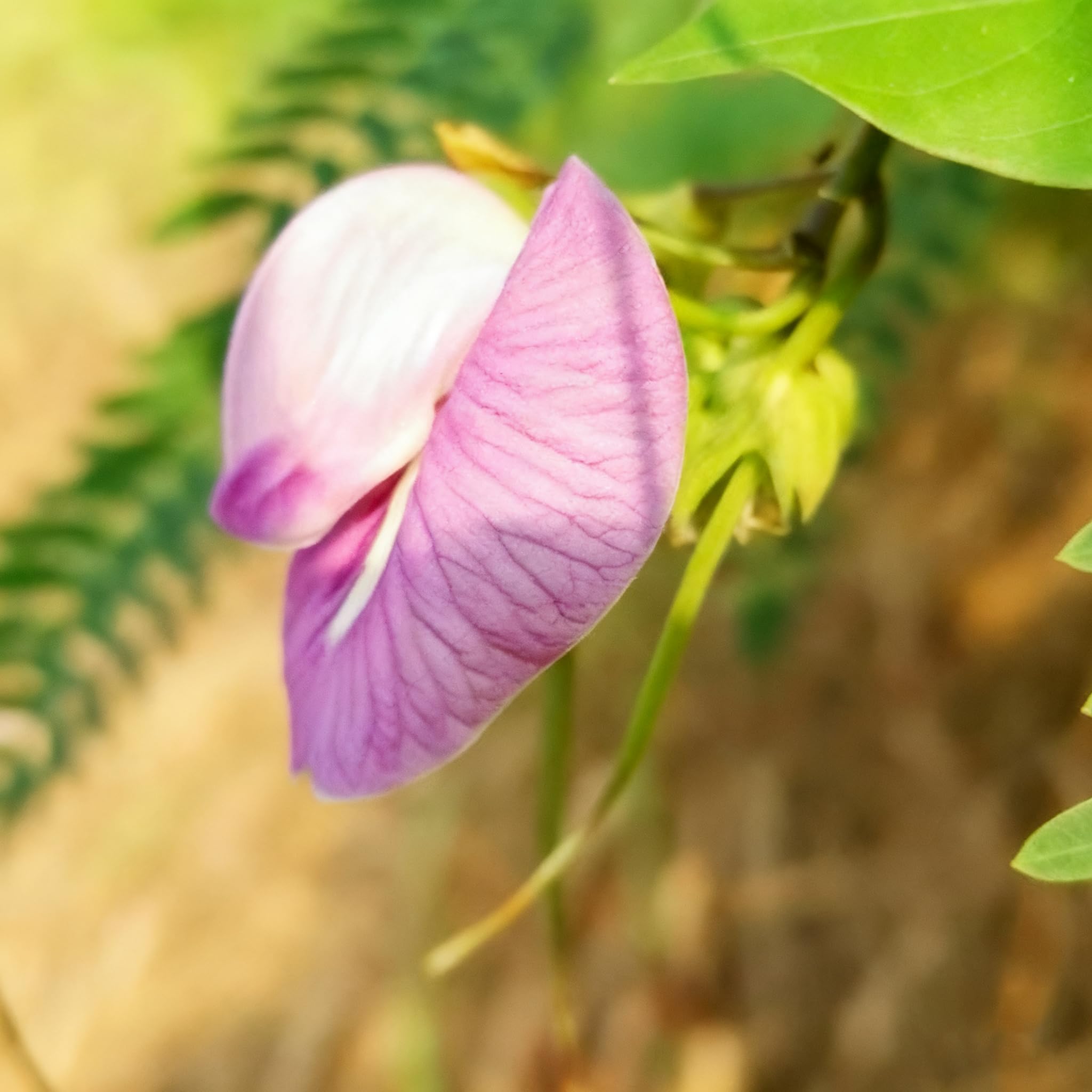 Generic butterfly pea-vine on trellis shows fast growth, creating a lush privacy screen.