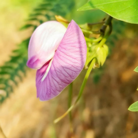 Generic butterfly pea-vine on trellis shows fast growth, creating a lush privacy screen.