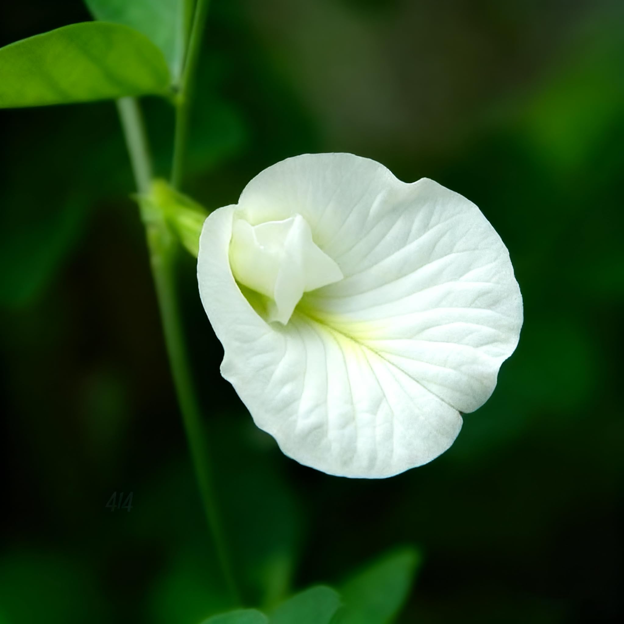 Generic butterfly pea thrives in warm climates, delivering continuous blue blooms through warm seasons.