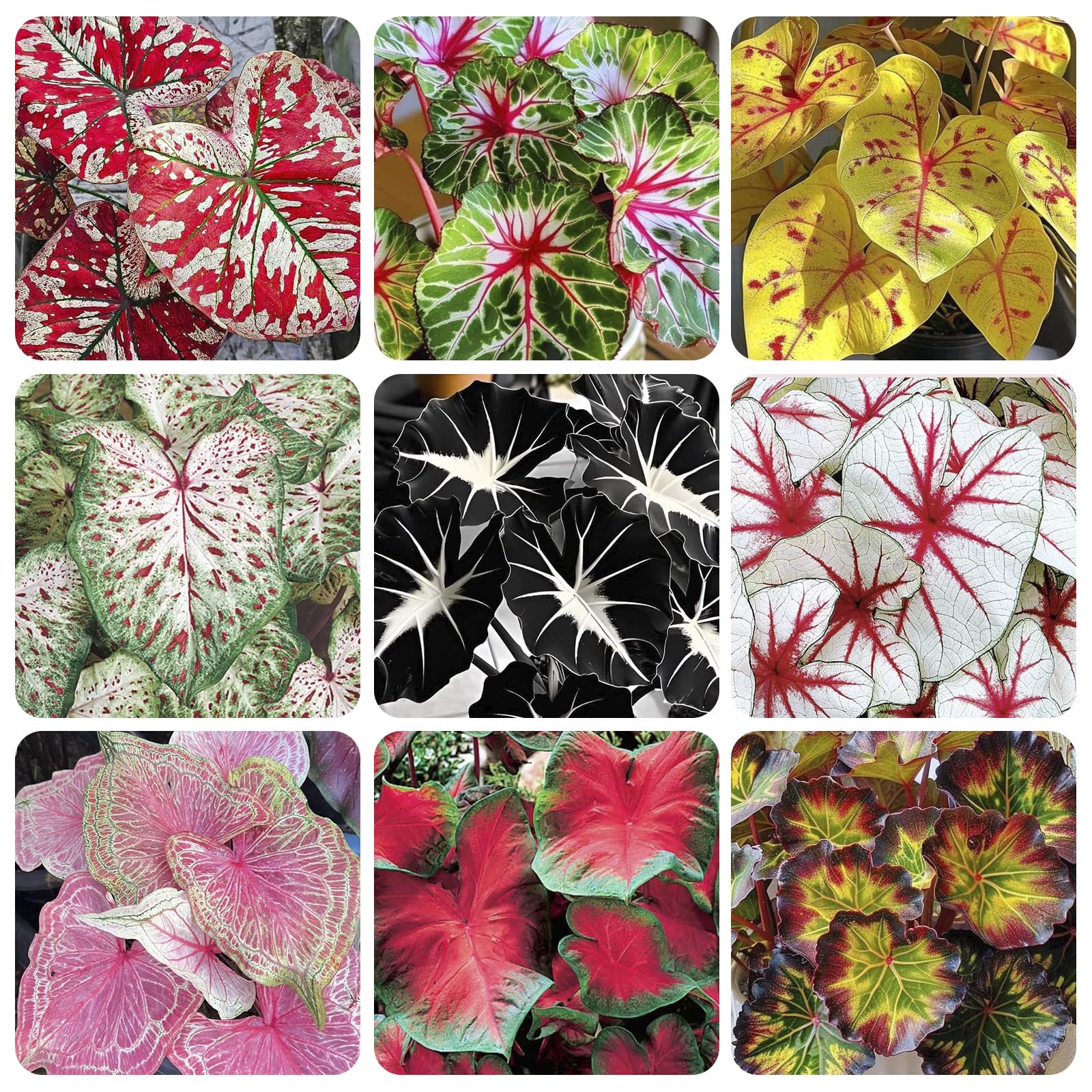 Generic Caladium seeds showcase colorful leaves for shaded garden spaces