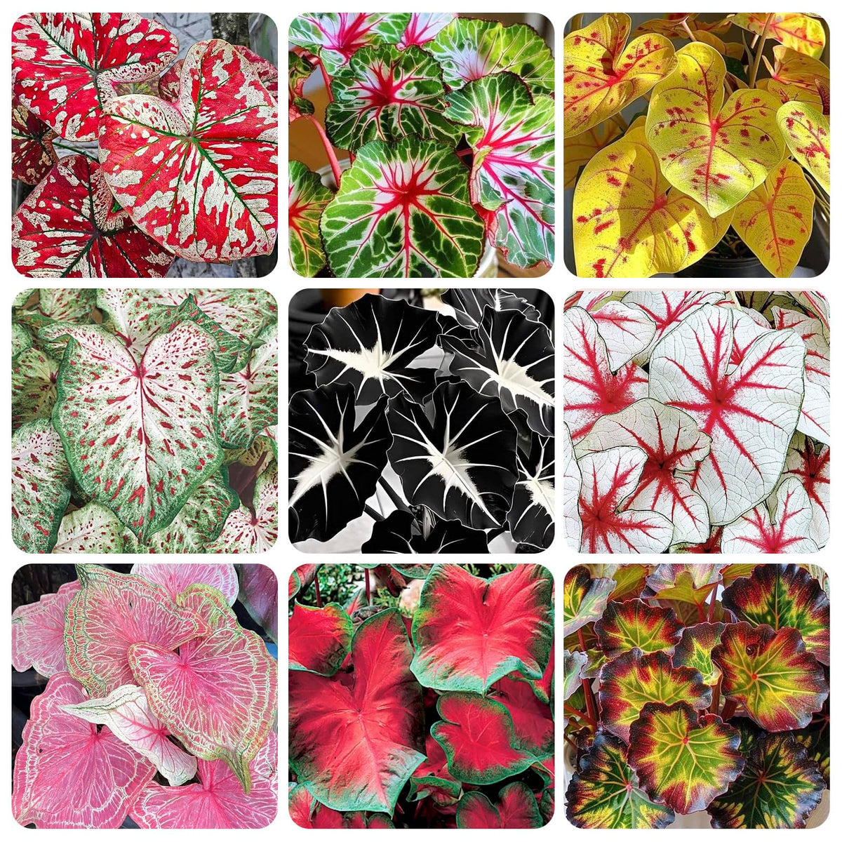 Generic Caladium seeds showcase colorful leaves for shaded garden spaces