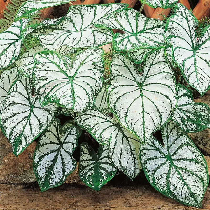 Generic Caladium seeds ideal for containers and balcony planting