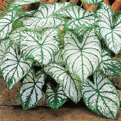 Generic Caladium seeds ideal for containers and balcony planting