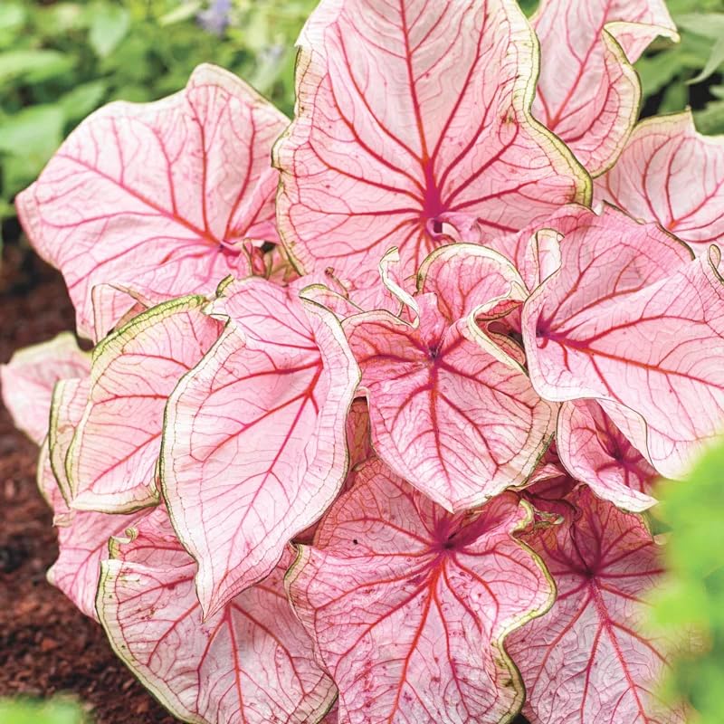 Generic Caladium seeds for indoor seed starting with warm germination