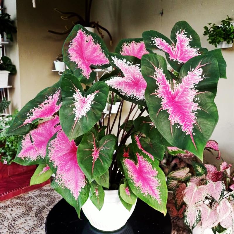 Generic Caladium seeds require consistent moisture for healthy growth