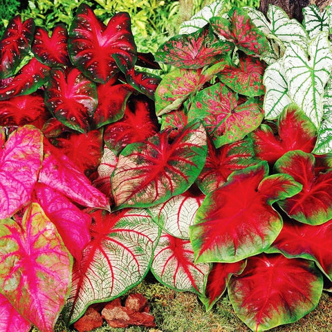 Generic Caladium seeds transplant easily to shaded garden beds