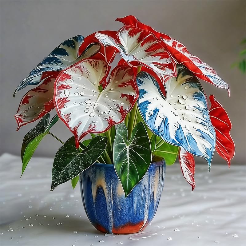 Generic Caladium seeds brighten outdoor landscapes with tropical foliage