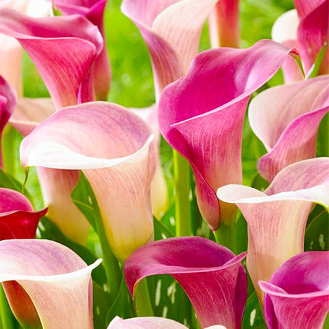 Generic Calla Lily Bloom Close-up highlights elegant stems for indoor arrangement ideas.
