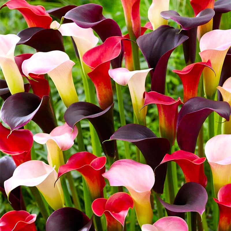 Generic Calla Lily cut flowers for elegant indoor arrangements with long vase life.