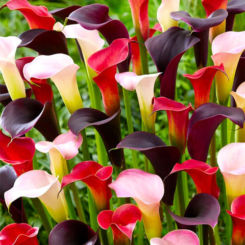 Generic Calla Lily cut flowers for elegant indoor arrangements with long vase life.