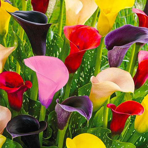 Generic Calla Lily Seeds Planting Setup demonstrates soaking and sowing to start germination.