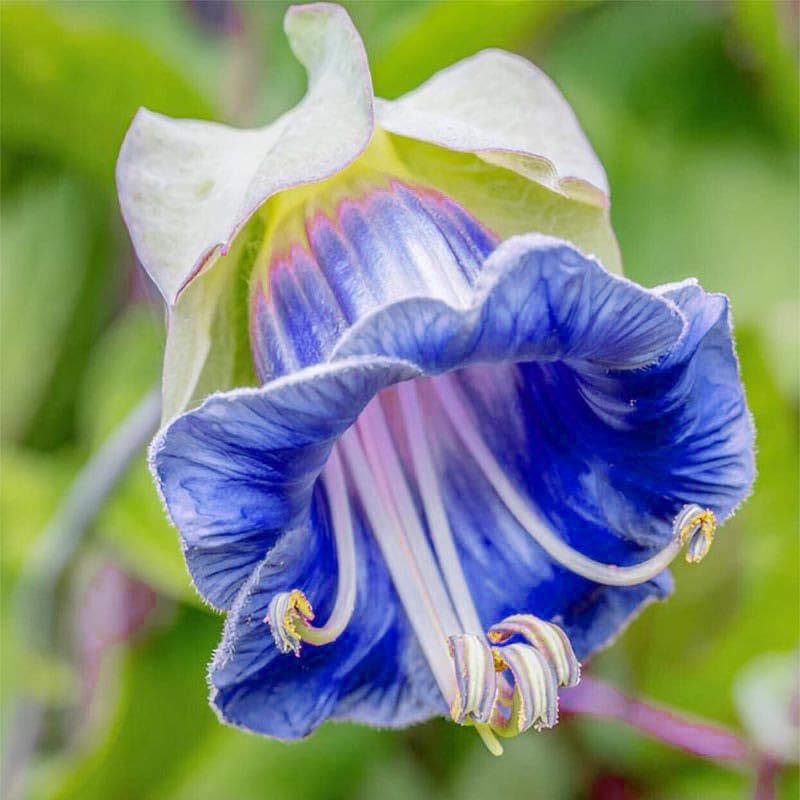 Generic Cathedral Bells bloom close-up showing cup-and-saucer petals inviting pollinators.
