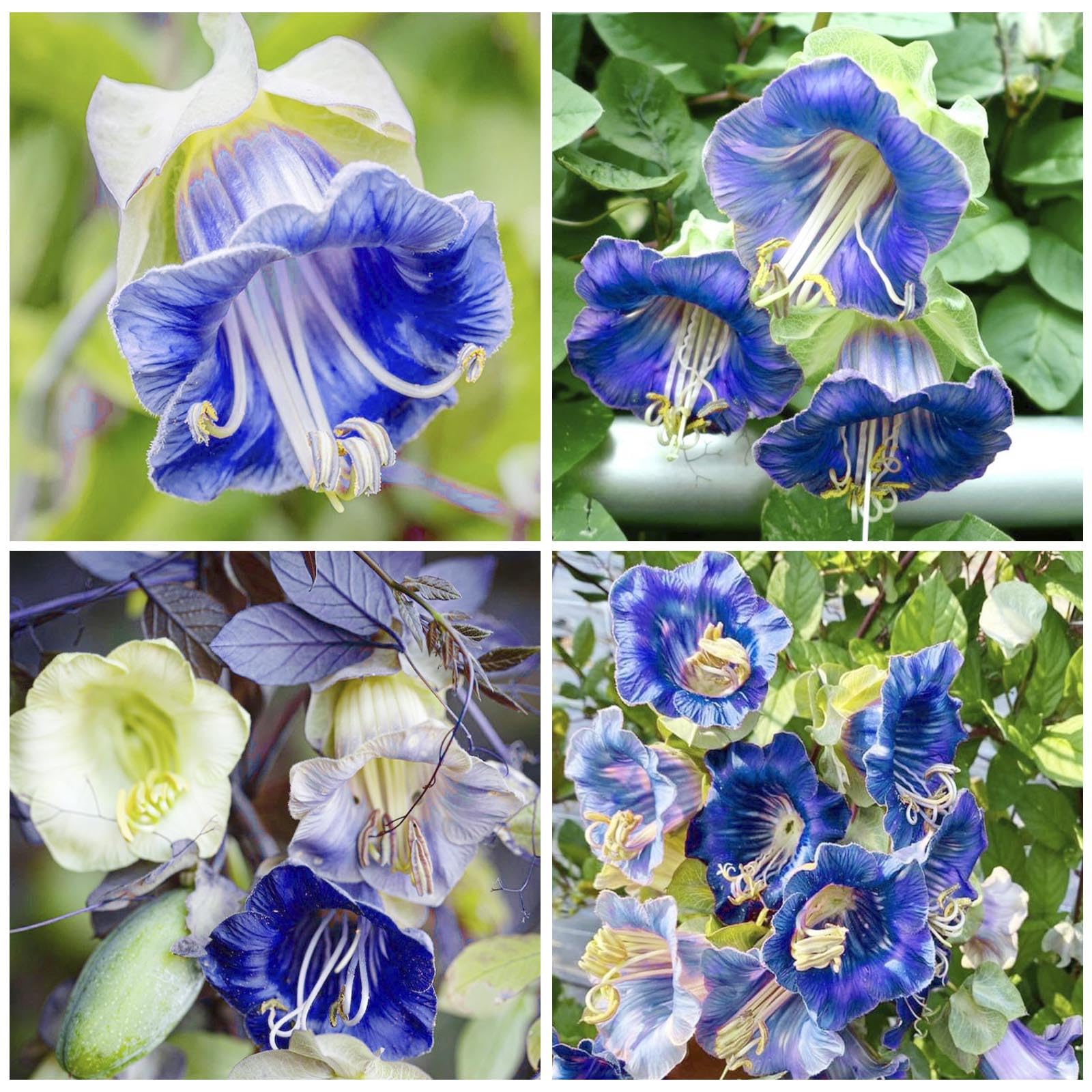 Generic Cathedral Bells seed pack cover with vibrant blooms for border color.