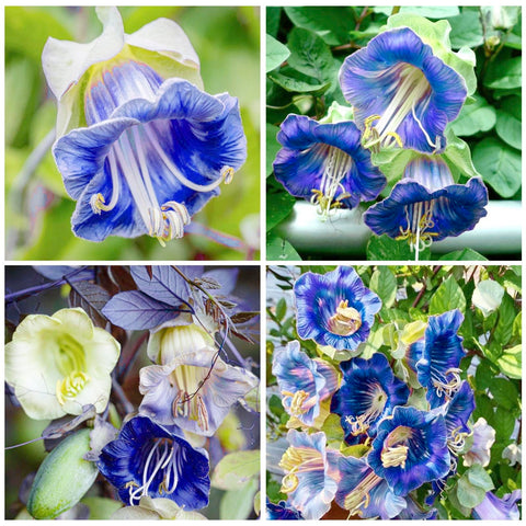 Generic Cathedral Bells seed pack cover with vibrant blooms for border color.