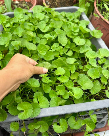 Harvest-ready Centella leaves ideal for teas and salads