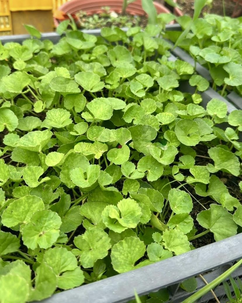 Close-up of Generic Centella seeds highlighting premium non-GMO quality