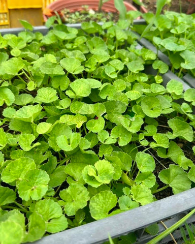 Close-up of Generic Centella seeds highlighting premium non-GMO quality