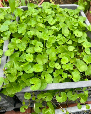 Centella thriving in a container garden, perfect for small spaces