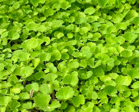 Sun-lit Centella plants thriving in a warm garden bed for fresh herbs