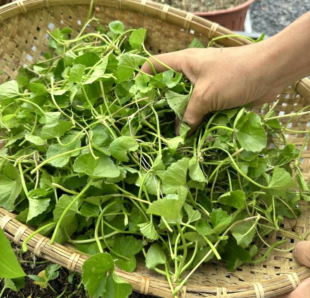 Brew-ready Centella leaves for herbal tea and wellness rituals