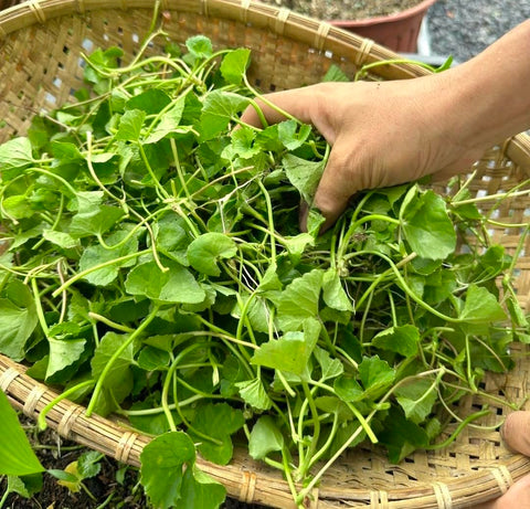 Brew-ready Centella leaves for herbal tea and wellness rituals