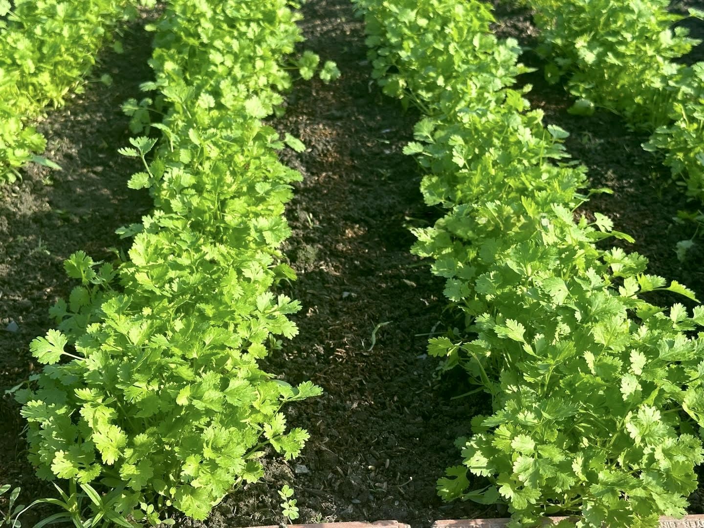 Cilantro seeds ready for outdoor planting in beds or containers.