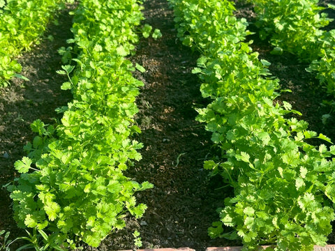 Cilantro seeds ready for outdoor planting in beds or containers.