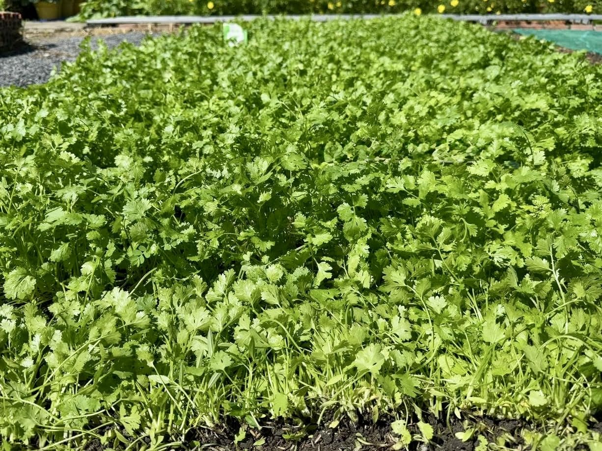 Cilantro leaves growing from seeds for fresh topping use.