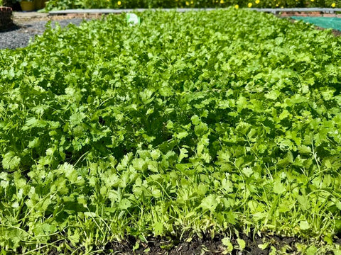 Cilantro leaves growing from seeds for fresh topping use.