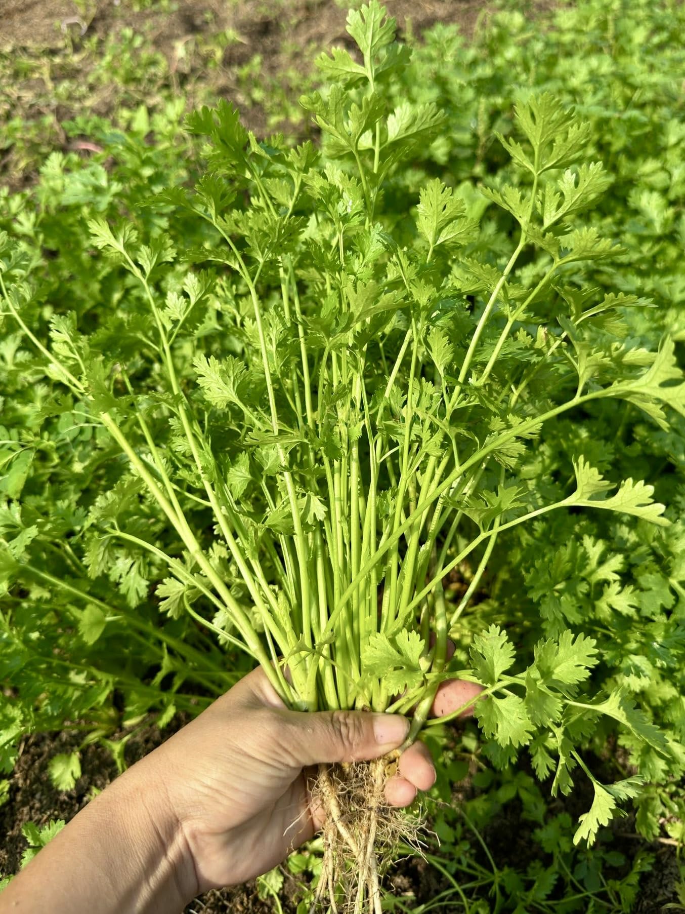 Generic cilantro seeds 1000-pack for home gardens, organic and non-GMO.