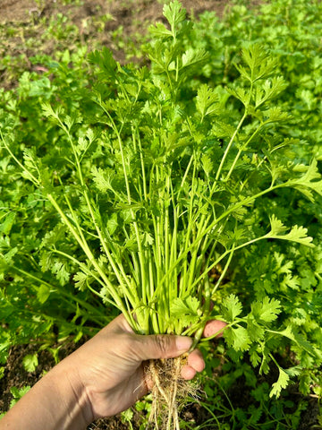 Generic cilantro seeds 1000-pack for home gardens, organic and non-GMO.