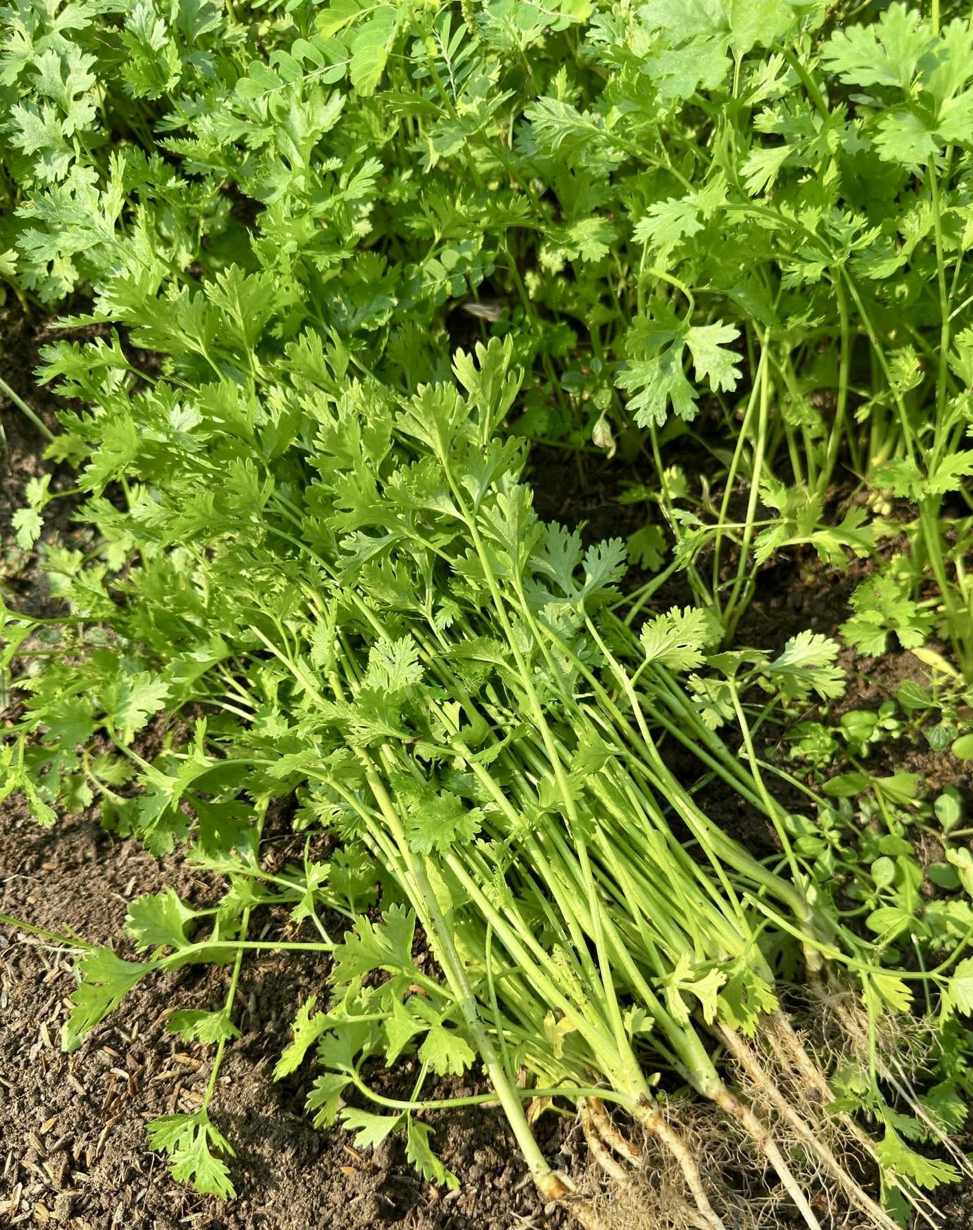 Ngo Ri cilantro seeds in organic pack for reliable herb harvests.