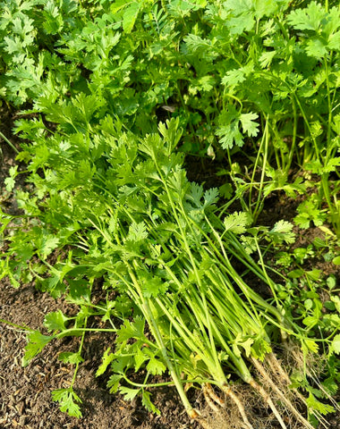 Ngo Ri cilantro seeds in organic pack for reliable herb harvests.