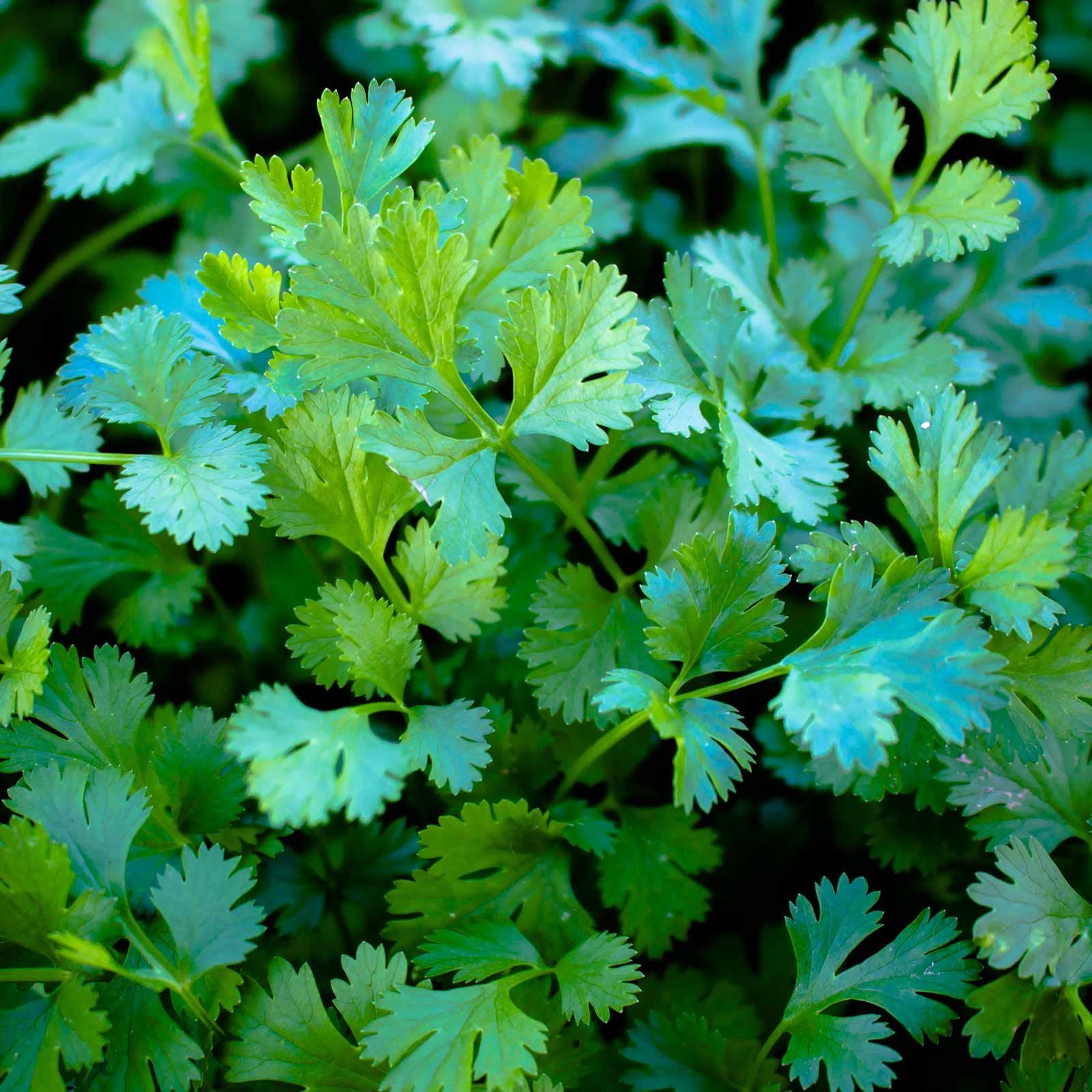 Generic cilantro slow bolt seeds in a 14g packet for easy garden growth and fresh microgreens.