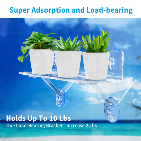 Generic clear acrylic window shelf showcases plants while catching sunlight.