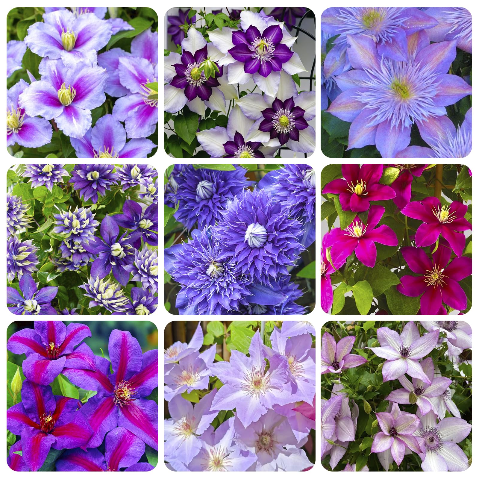 Generic Clematis seeds from the 190+ Perennial Mix ready for planting on fences to create vertical interest.