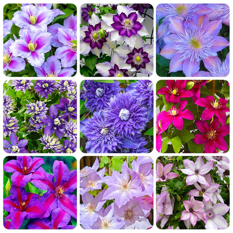Generic Clematis seeds from the 190+ Perennial Mix ready for planting on fences to create vertical interest.