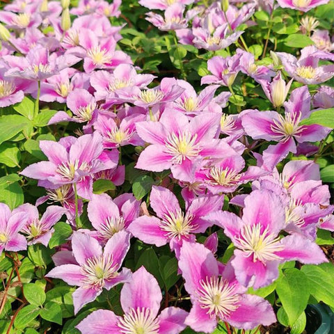 Generic Clematis vines climbing a fence with lush greenery and blooms.