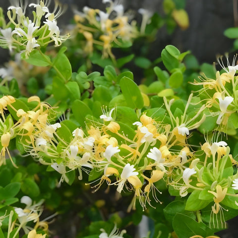 Generic climbing honeysuckle on a trellis showing lush growth and fragrance potential.