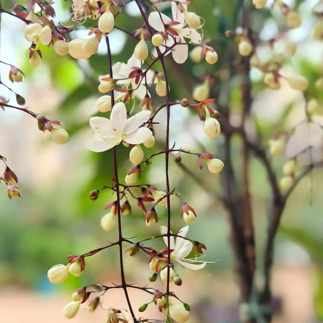 Generic jasmine seeds trained in containers on a balcony railing