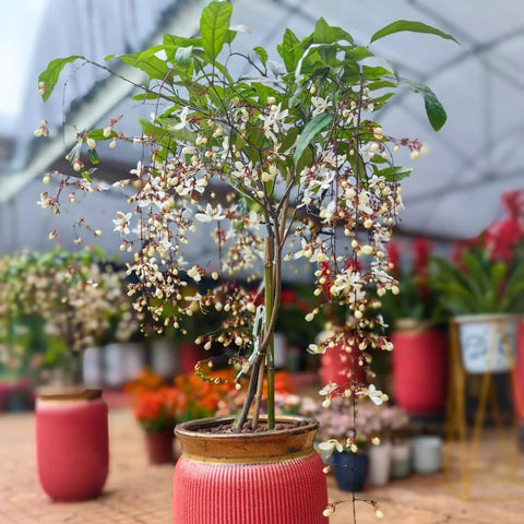 Generic jasmine seeds producing continuous bloom across the season