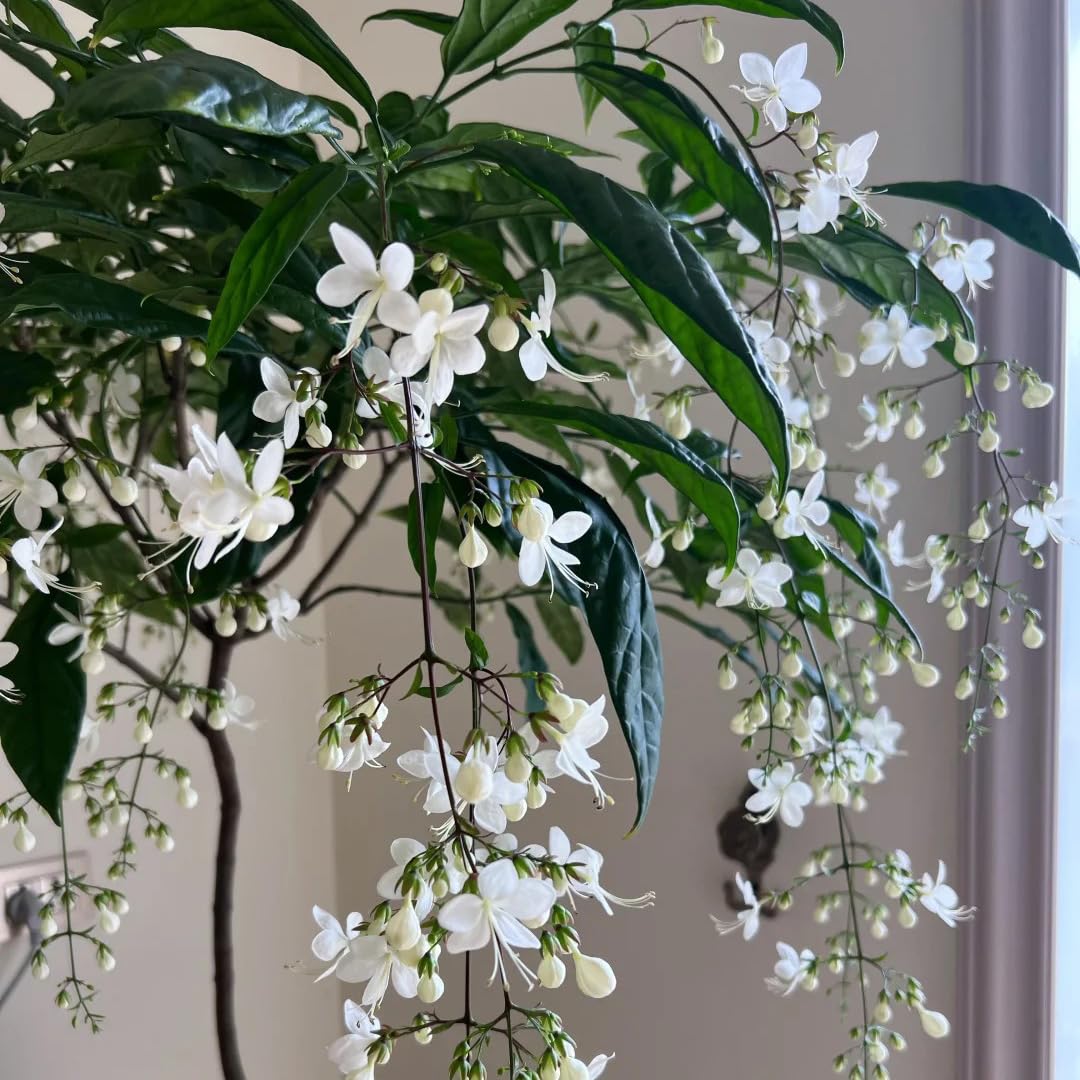 Generic climbing jasmine blossoms with fragrant white flowers