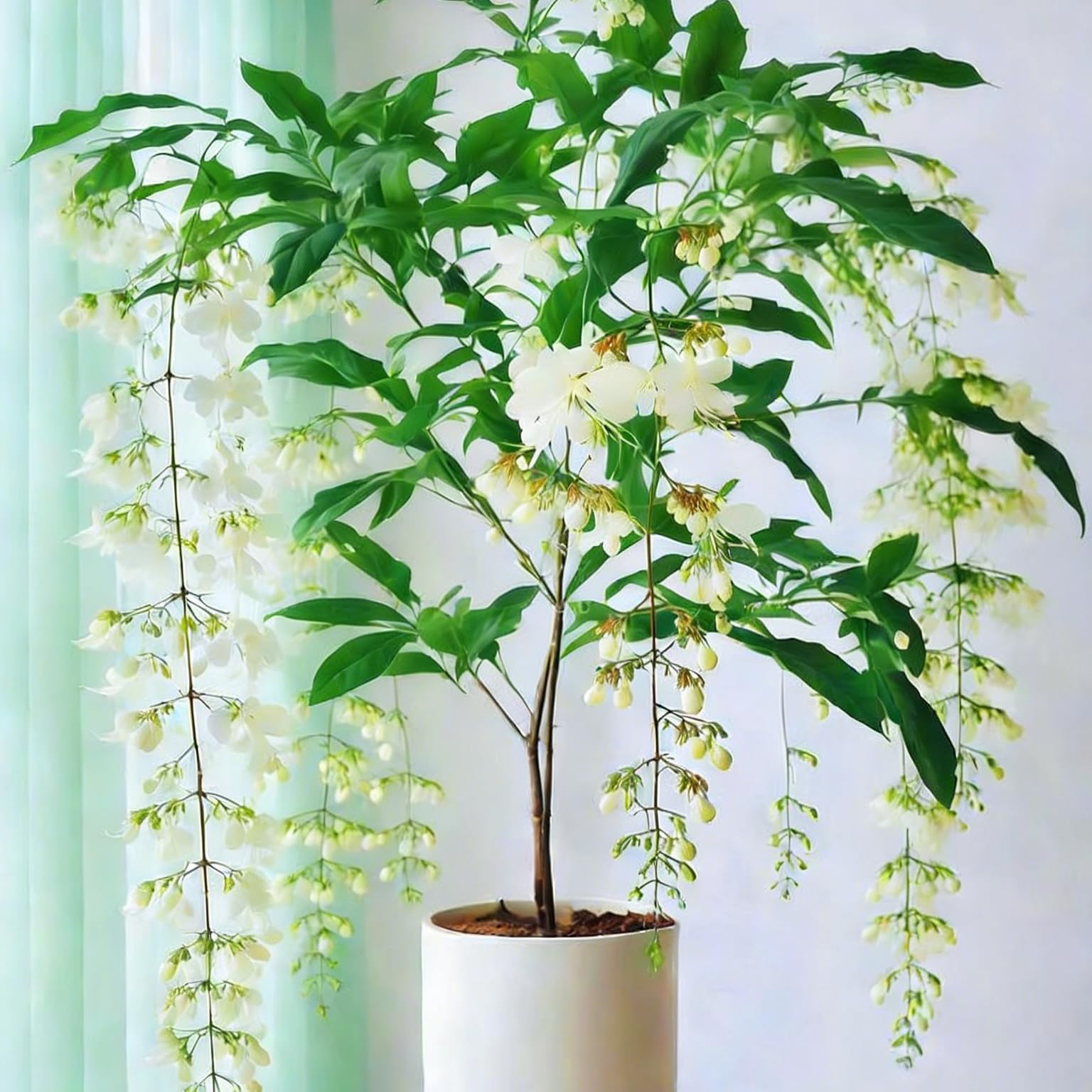Generic climbing jasmine vines maturing on a trellis for support