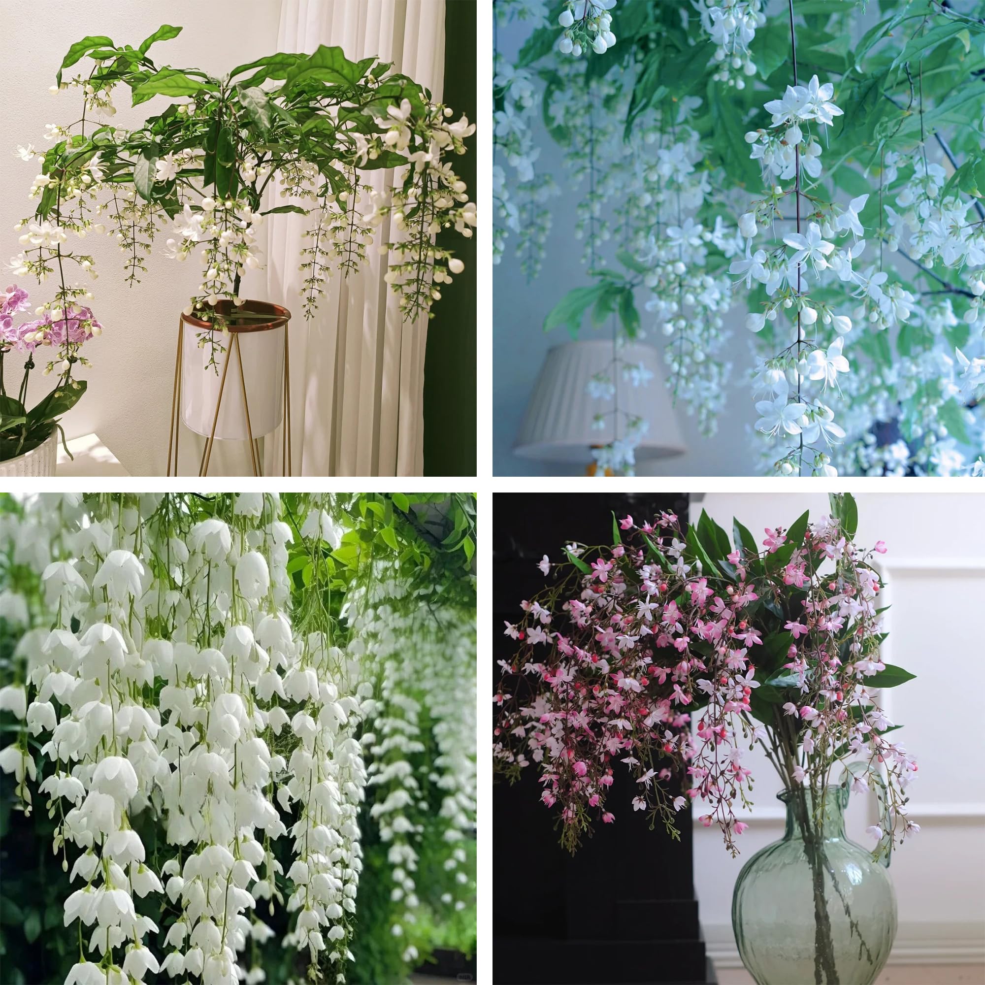 Generic climbing jasmine seeds pack for starting a vertical garden.