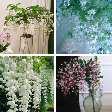 Generic climbing jasmine seeds pack for starting a vertical garden.