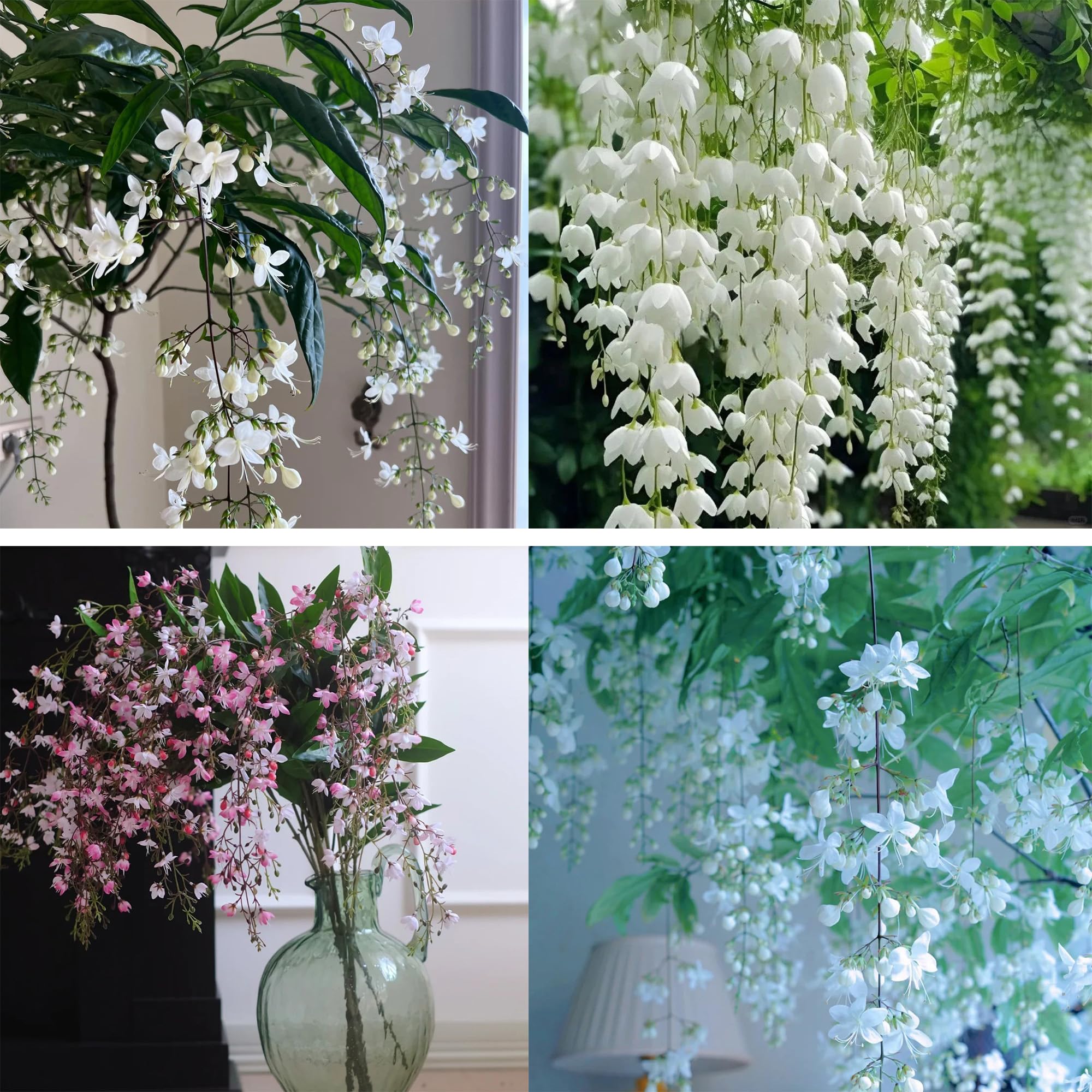 Generic climbing jasmine seeds starter pack: 100 seeds for vertical garden growth