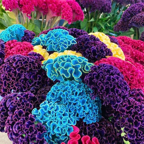 Generic cockscomb seeds for cut flowers and dried displays.