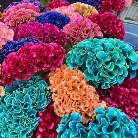 Generic cockscomb seeds with vibrant flower heads for bouquets.